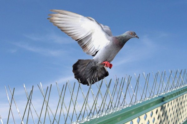 Bird Spikes