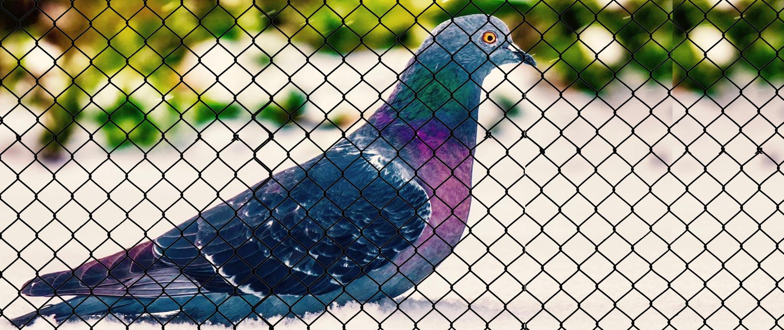 R.N.Bird Netting Services in Dighi Pune